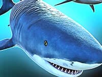 Sharks 3D game